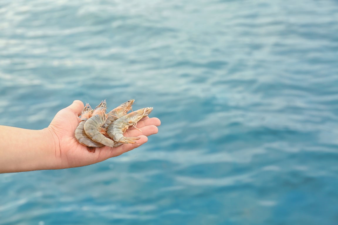 Man Holding Fresh Shrimps